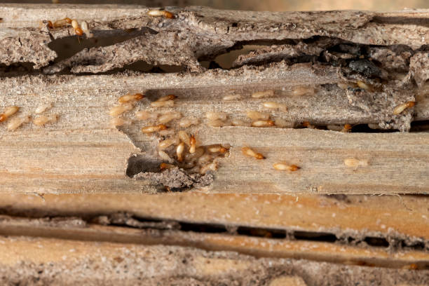Pest Control for Restaurants in Sewell, NJ